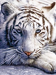 62016 - White Tiger Face (1000 stukjes)
