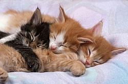 Kittens (500 stukjes)