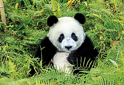 Panda (500 stukjes)