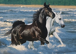Paarden op het strand (1500 stukjes)